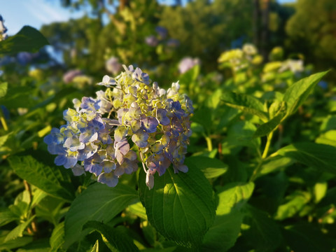 灿如夏花