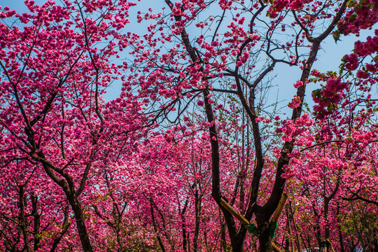 云南樱花