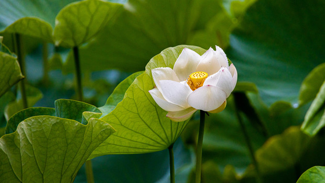 荷花