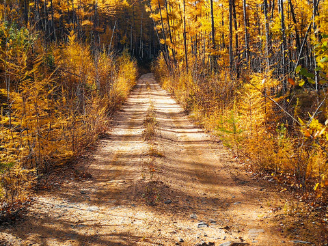 秋季金色森林山路