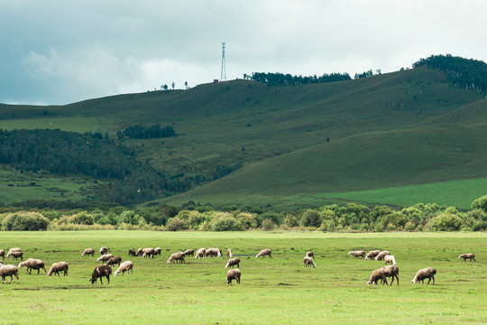 草原羊群牧场森林