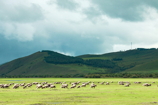草原羊群吃草山峦森林