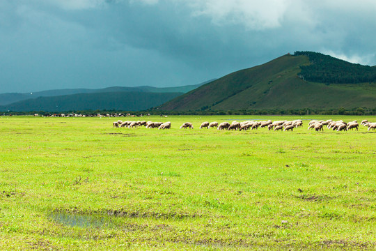 夏季草原羊群山峦