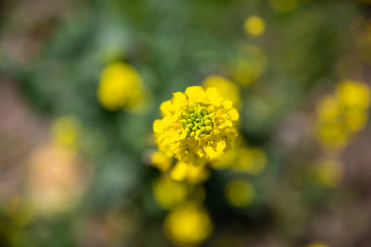 盛开的油菜花特写