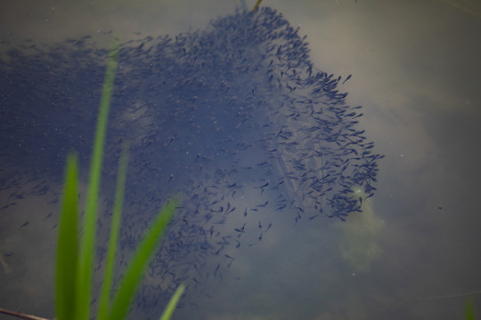 淡水鱼黑鱼孵化育苗