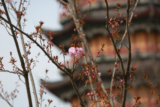 宝塔公园植物