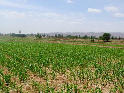 玉米种植基地
