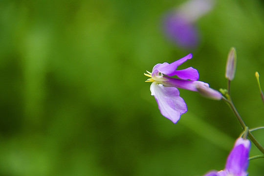 诸葛花开蜜蜂来