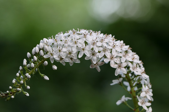 珍珠菜