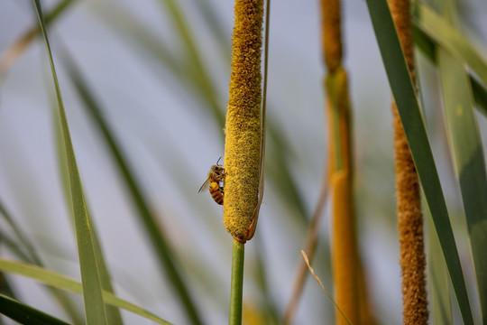 蜜蜂