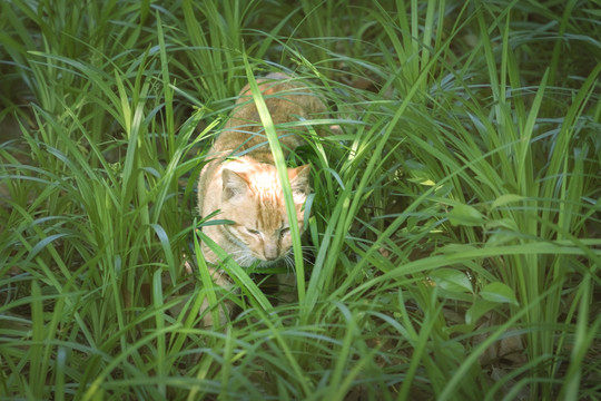 杭州西湖孤山猫咪