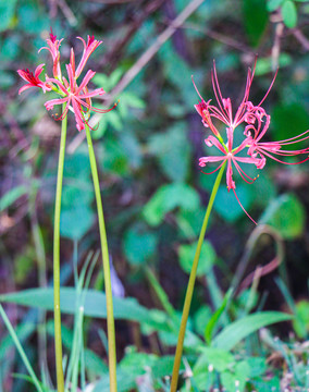 石蒜花