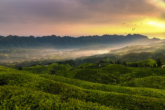 恩施鹤峰木耳山茶场