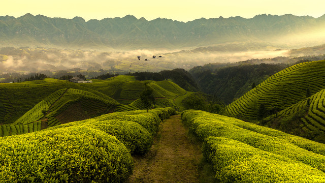 恩施鹤峰木耳山茶场