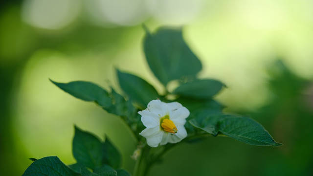 土豆花