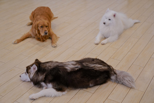 宠物狗狗萌宠萌犬金毛