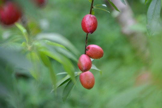 油桃