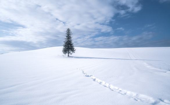 日本北海道雪中的圣诞树