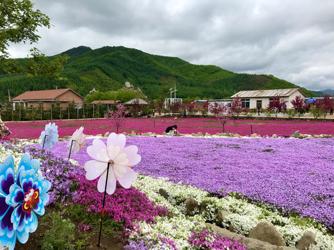 鲜花盛开的村庄