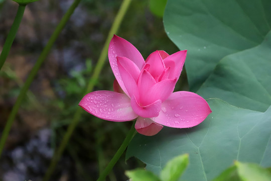 雨荷