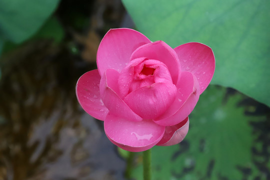 雨中荷花