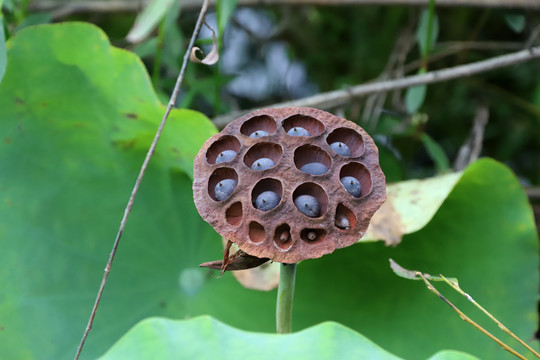 老莲蓬