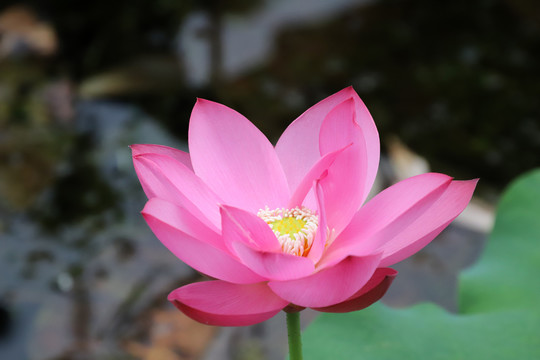 莲花
