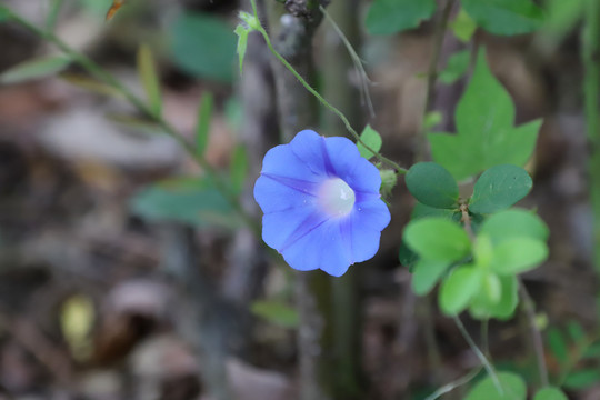 牵牛花