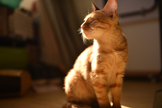 美丽帅气的橘猫