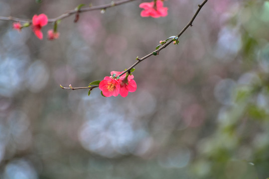 花枝俏