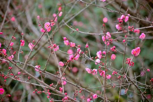 花枝俏