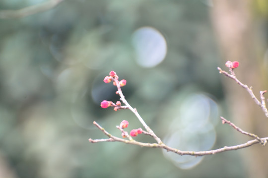 花枝俏