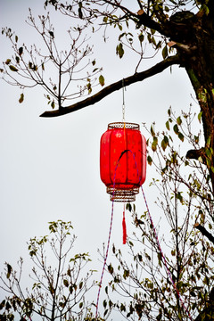 树上红灯笼