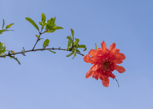 唯美石榴花特写