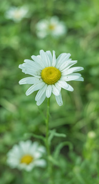 大滨菊特写