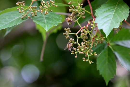 蜜蜂