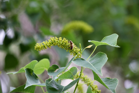 蜜蜂