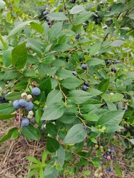 蓝莓果园