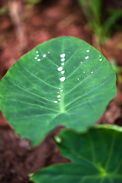 芋头