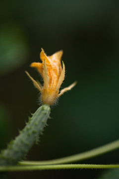 黄瓜花