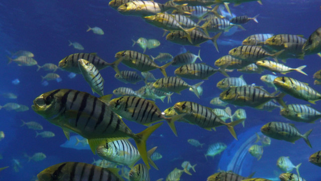 鱼群深海神秘水下热带鱼