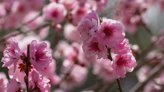 植物园桃花粉色花朵鲜花