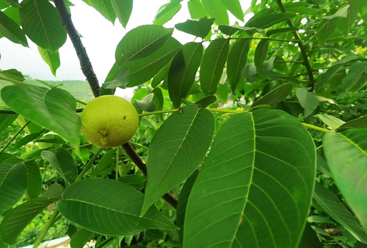 6月的核桃