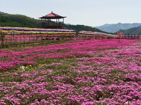 亭前花铺地