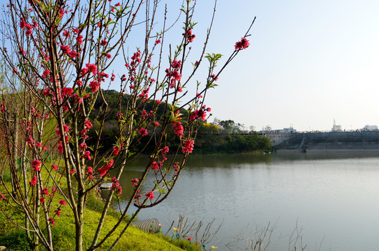 春来桃花满枝头