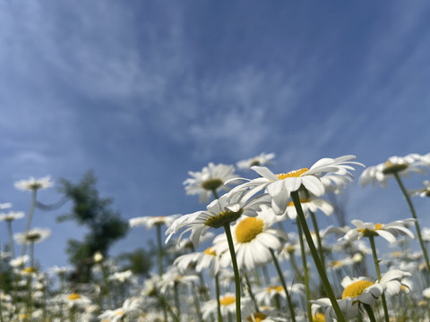 雏菊