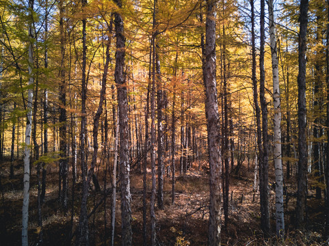 秋季金色阳光森林