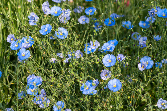 宿根亚麻花