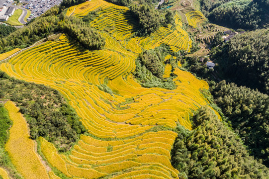 田园