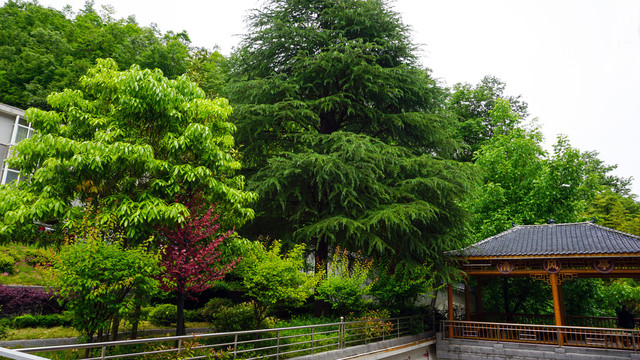 向坝政府大院